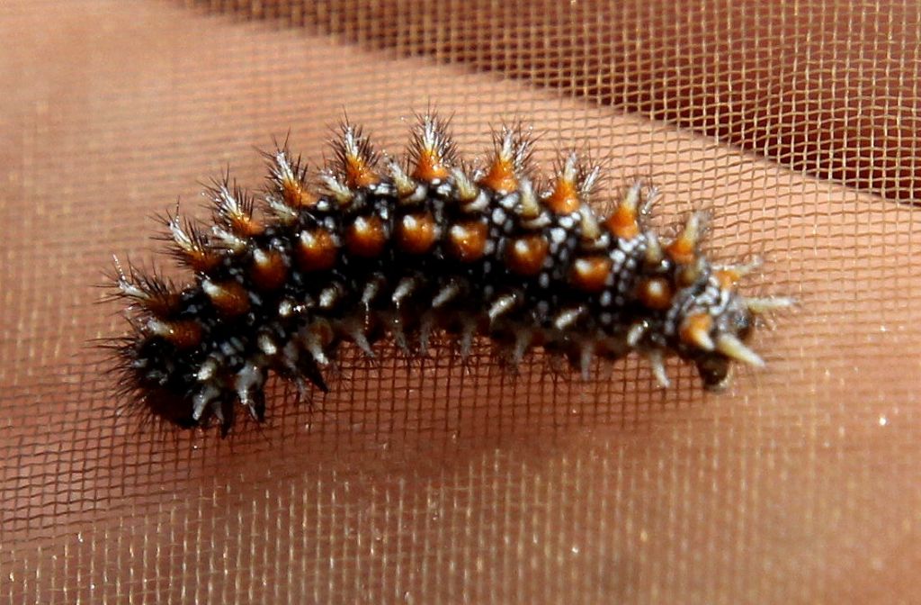 Bruco di ...Melitaea didyma